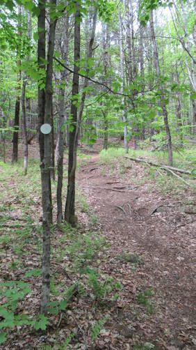 Trail becomes more narrow with roots and rocks to watch for