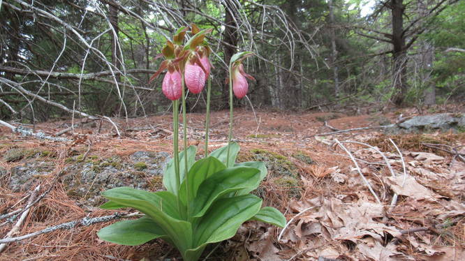 Lots of lady slippers blooming 