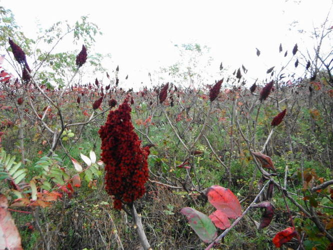 Picture 28 of Calf Mountain Hike 100612