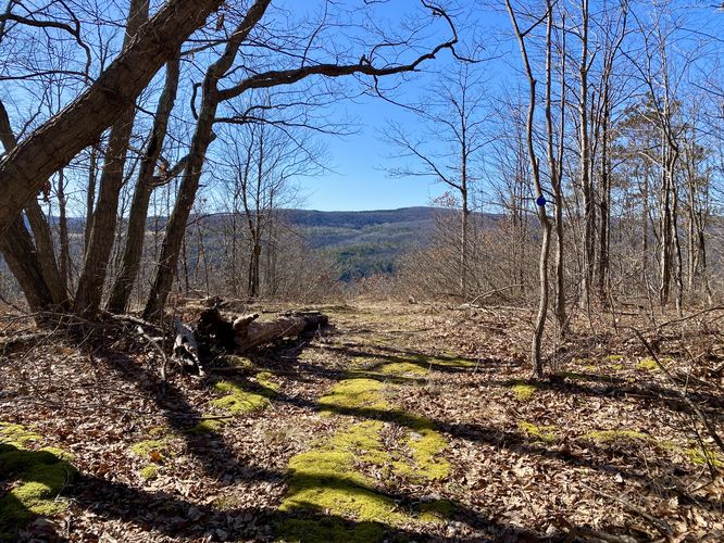 Mossy trail leads to the Cameron Overlook