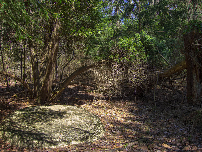 Picture 11 of Camp Michaux Hike 032616
