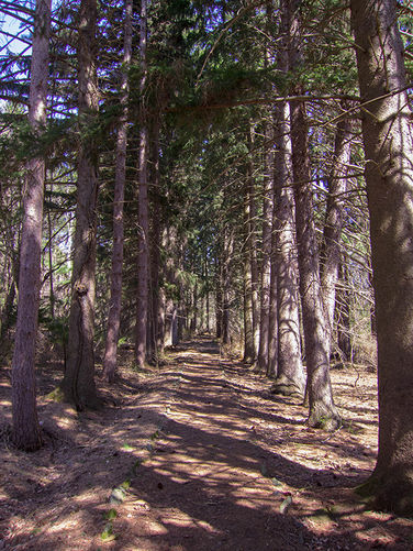 Picture 13 of Camp Michaux Hike 032616