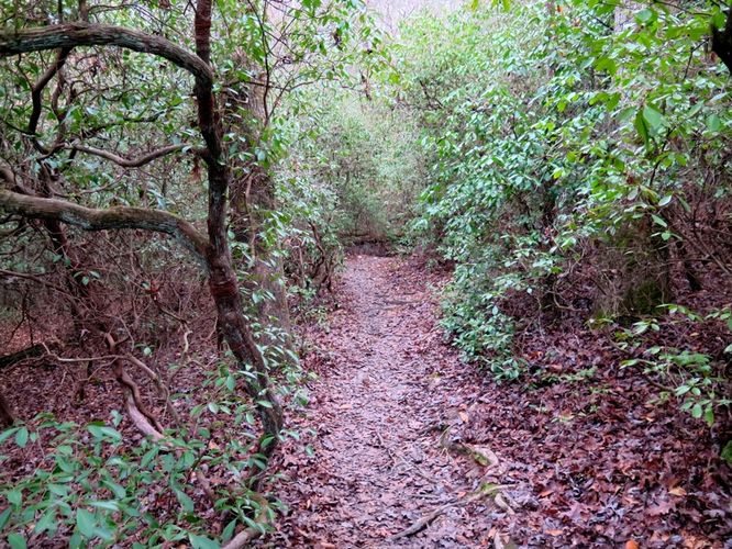 Picture 45 of Campbell Creek and Lanier Falls Hike 122115