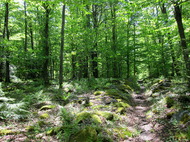 Picture 18 of Canaan Mountain and Table Rock 053114