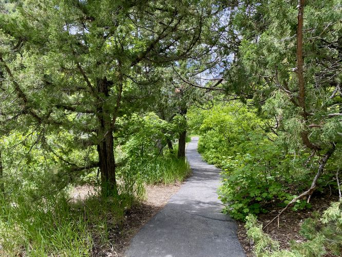 Paved tril leads through a pine forest