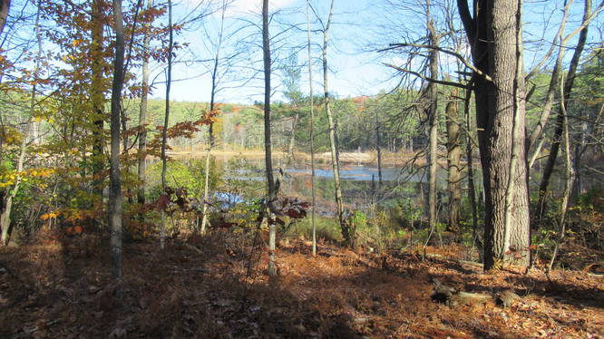 Glimpse of Casalis Pond through the trees