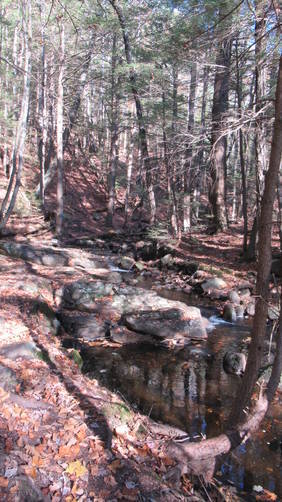 Picture 11 of Casalis State Forest
