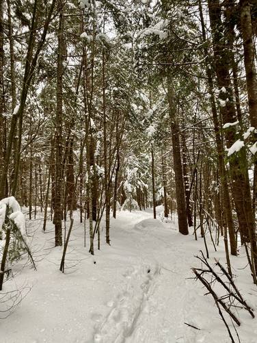 Snow-covered evergreens along the Pitchoff Mountain Trail