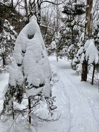 Snow-covered hemlock