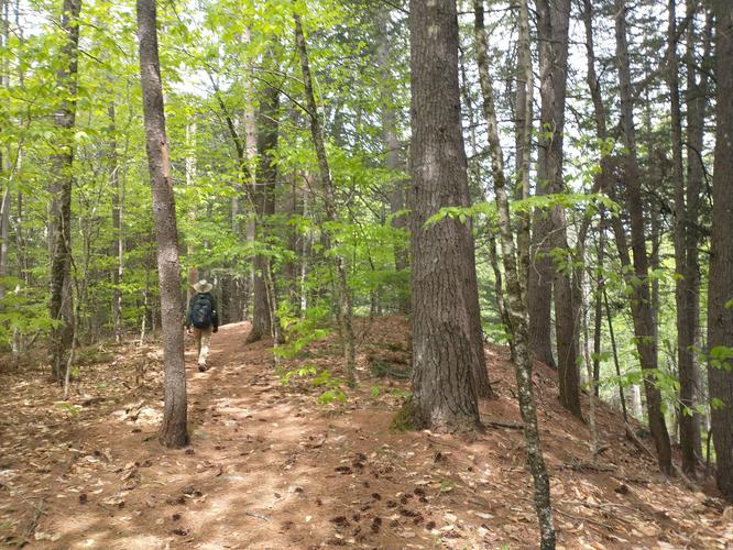 A layer of pine needles cushion the trail 