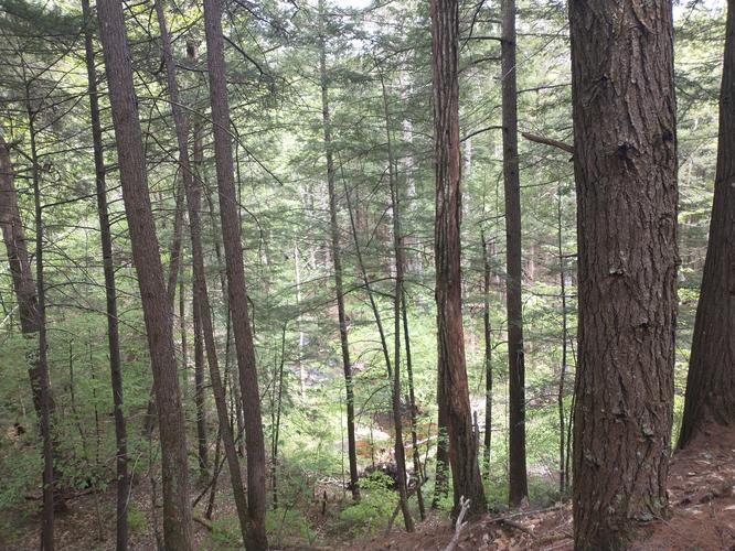 A glimpse of Forest Brook from the trail 