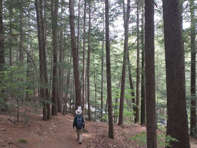 Use caution when descending to the Cascades as pine needles can be slippery on the steep trail