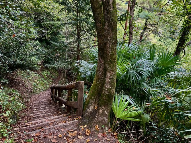 Trail leads down through the lush forest