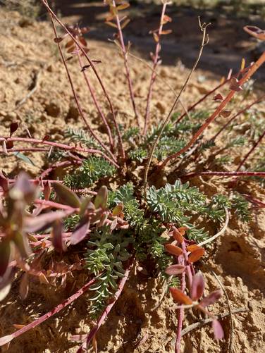Succulent along the Cassidy Trail in Red Canyon