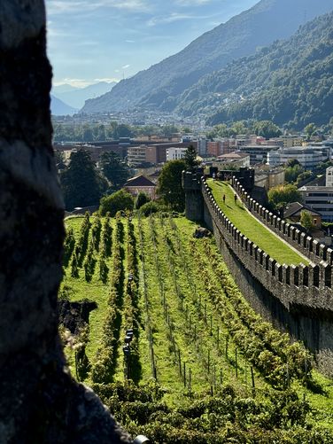 Vineyard, ramparts (murata), and a view of Bellinzona, Switzerland