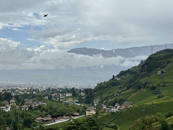 View of Bolzano and mountainside vineyards