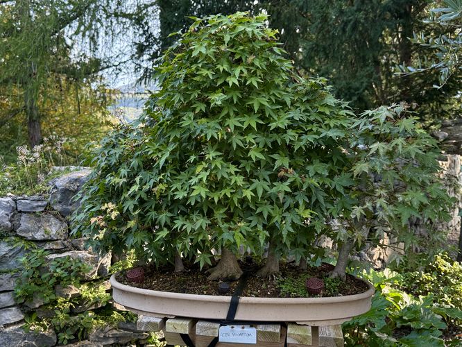 Picture 17 of Castle of Vezio