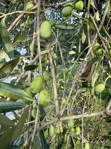 Picture 23 of Castle of Vezio