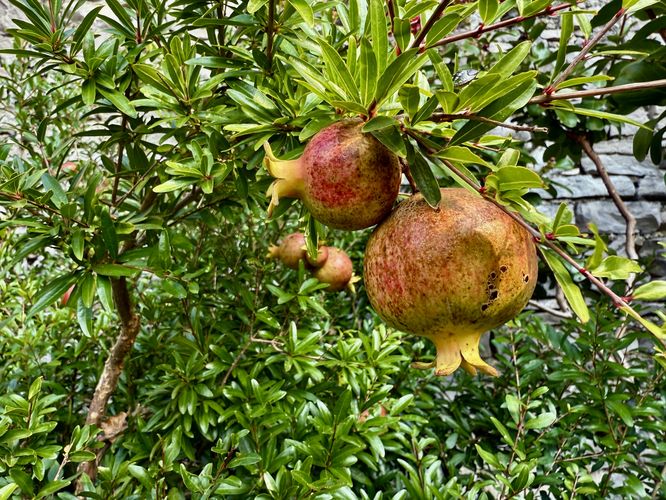 Picture 40 of Castle of Vezio