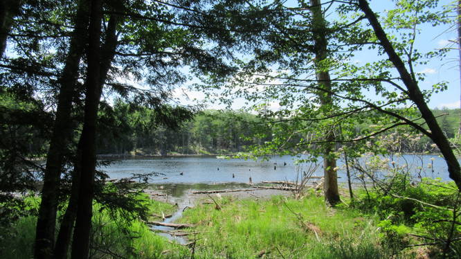 A view of Castor Pond