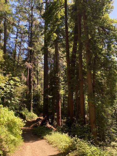 Picture 9 of Cathedral Redwood Grove