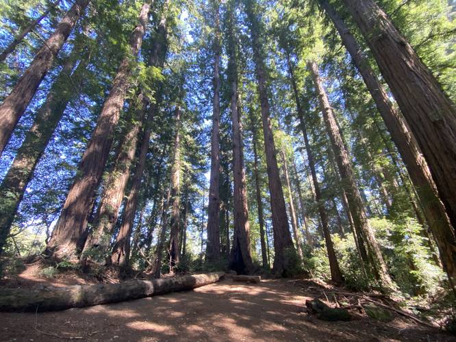 Cathedral Redwood Grove