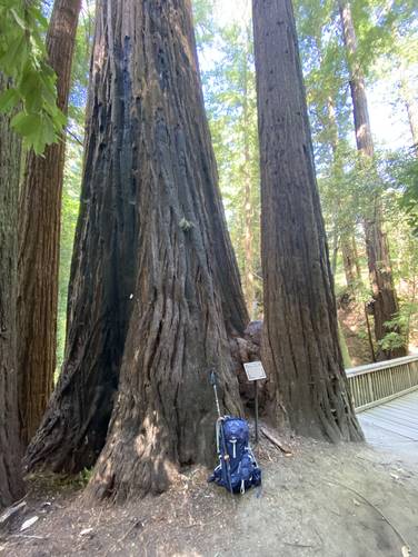 "The Mother Tree"