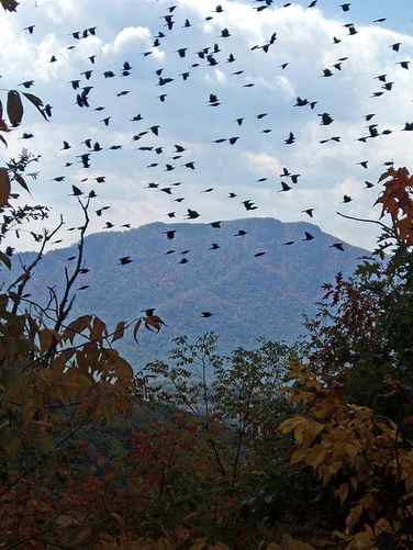 Default image for Catlett Mountain Hike, a 9.5-mile trail in Etlan, VA (US)