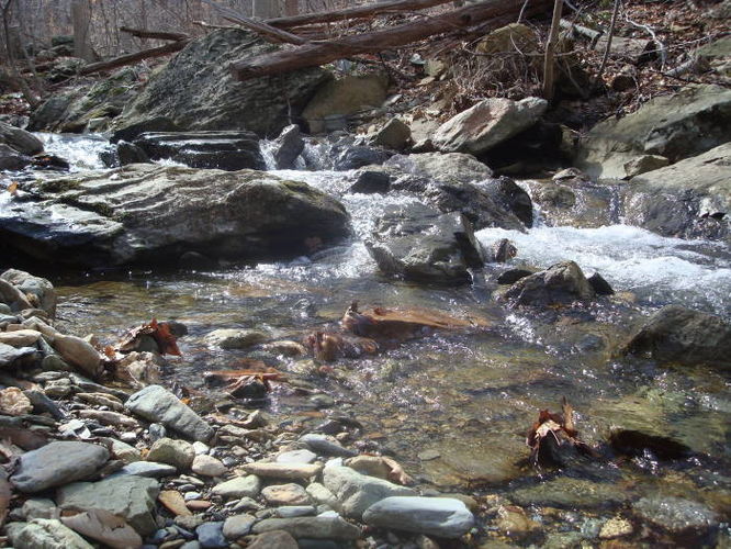 Picture 39 of Catoctin Trail Hike 032611
