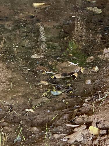 A dozen yellow jacket hornets drink from the Cave Spring -- one of the only water sources in the desert