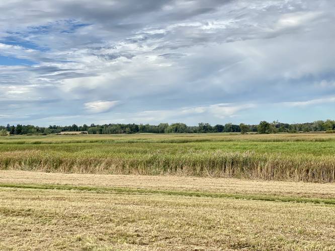 View of the Cayuga Pool wetlands