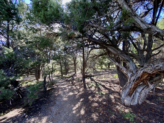 Old-growth juniper tree sits along the trail while hiking the Chasm View Nature Trail