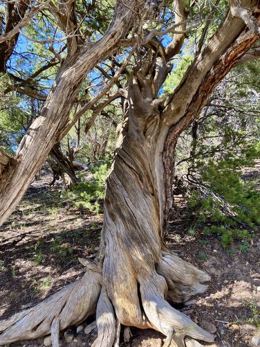 Old-growth juniper tree