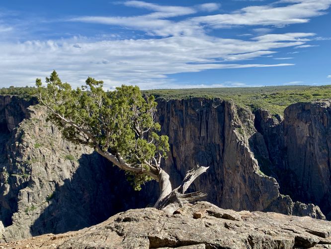 View of the Black Canyon and an old-growth juniper tree