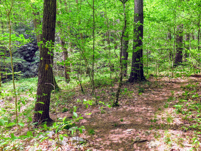 Picture 4 of Cheoah Bald Hike 042917