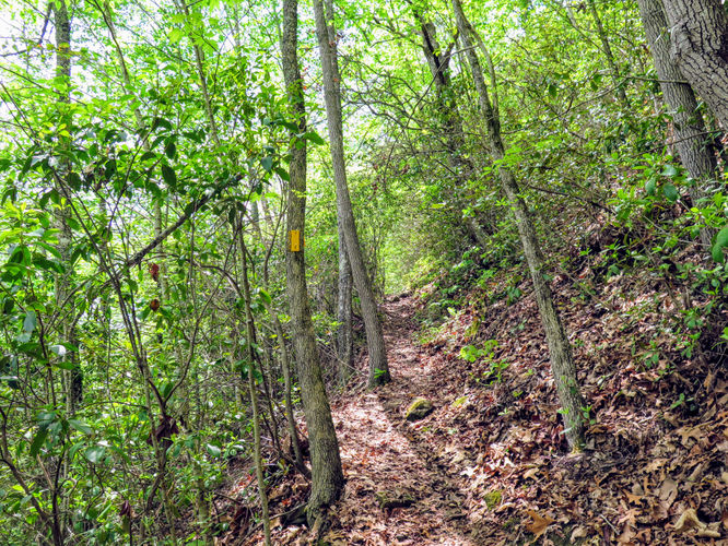 Picture 6 of Cheoah Bald Hike 042917