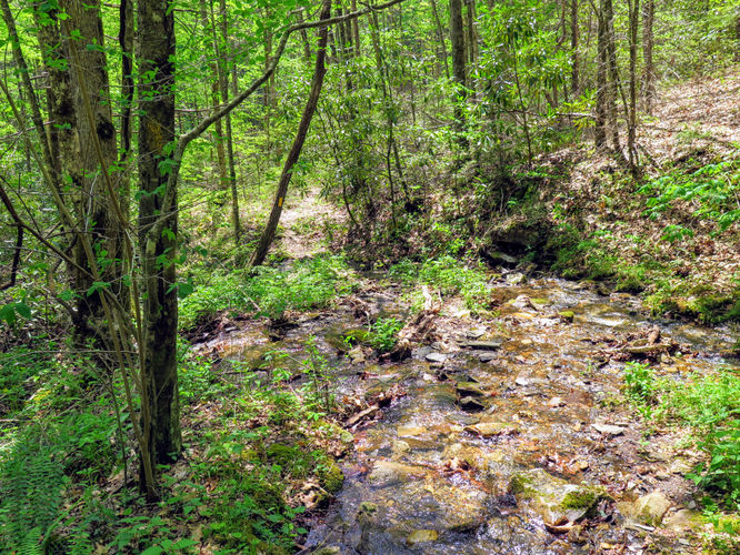 Picture 8 of Cheoah Bald Hike 042917