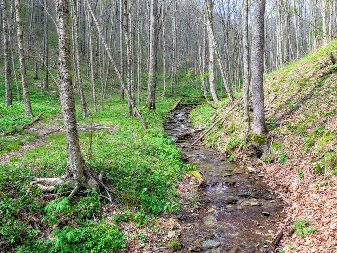 Picture 22 of Cheoah Bald Hike 042917