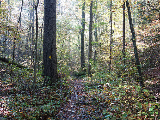 Picture 16 of Chimney Hollow and Elliot Knob 100513