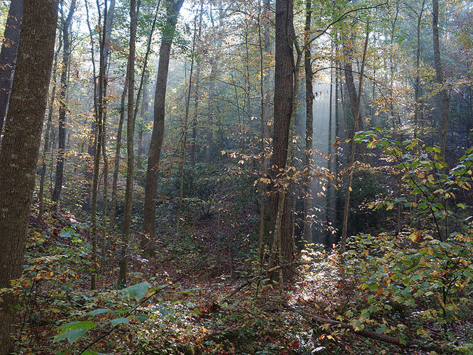 Picture 17 of Chimney Hollow and Elliot Knob 100513