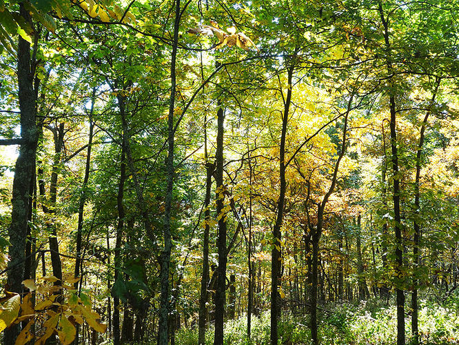 Picture 12 of Chimney Hollow and Elliot Knob 100513