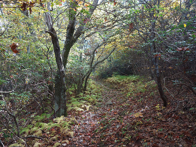 Picture 7 of Chimney Hollow and Elliot Knob 100513