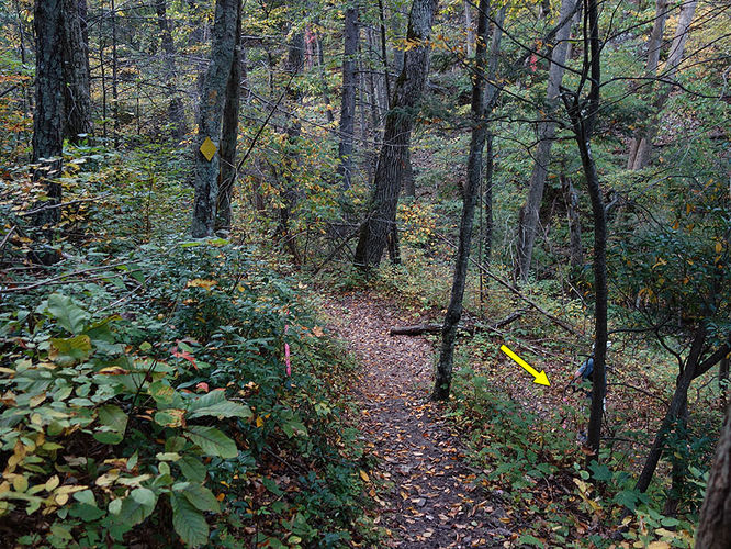Picture 4 of Chimney Hollow and Elliot Knob 100513