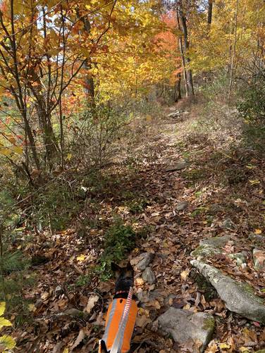 Jax on the trail with Autumn foliage