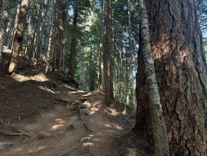 Dark forest, covered by hemlocks and spruce shade the Van Trump Trail