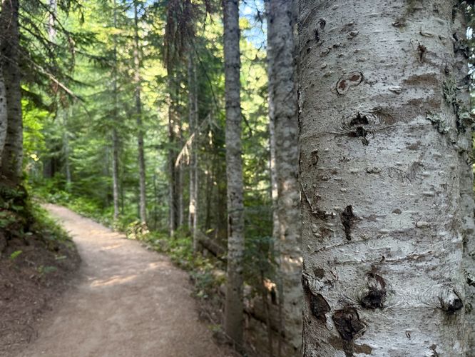 Paper birch grove sits along the Van Trump Trail