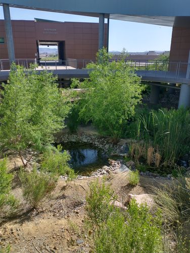 Koi Pond at the Nature Center