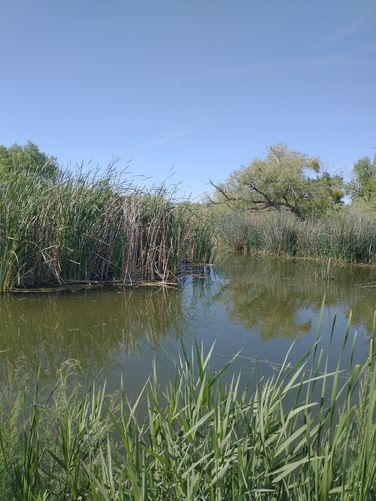 Man made water habitat provides refuge for water birds