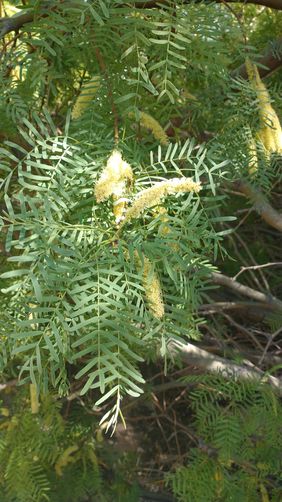 Water enables flora to bloom
