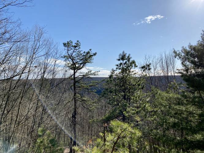 Obstructed view across Pine Creek Gorge